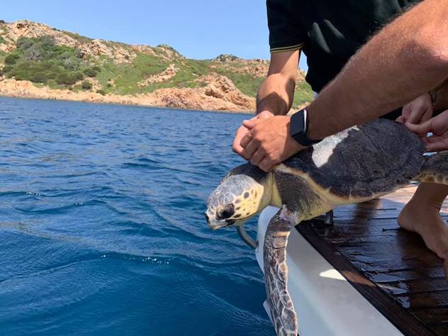 Olbia. Liberata la tartaruga Caretta caretta salvata lo scorso 23 marzo