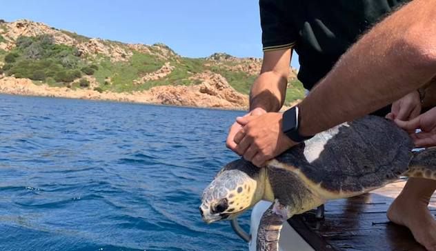 Olbia. Liberata la tartaruga Caretta caretta salvata lo scorso 23 marzo