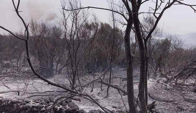 Incendi. Coldiretti Sardegna, prime stime: catastrofe ambientale, animali morti e alberi in fumo