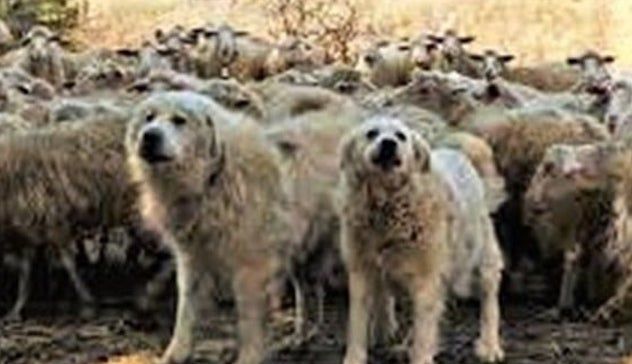 La storia commovente da Tresnuraghes: cani pastore salvano il gregge