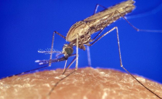Ricompare la malaria in Sardegna: un caso a Sassari