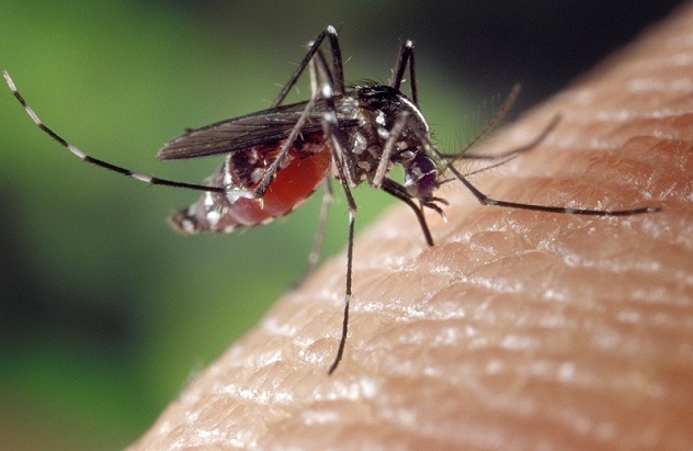 Ancora un caso di malaria nel nord Sardegna, il secondo in pochi giorni
