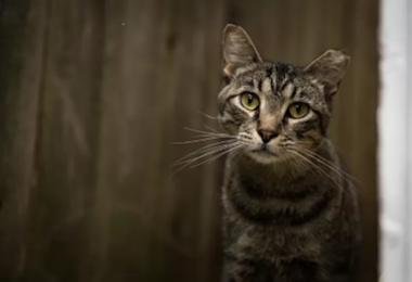 Un francese ritrova il suo gatto in Svizzera quattro anni dopo averlo perso in Italia