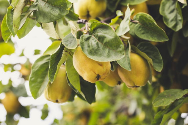 Il frutto magico della settimana: la mela cotogna (Cydonia oblonga)