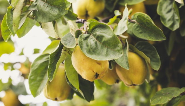 Il frutto magico della settimana: la mela cotogna (Cydonia oblonga)