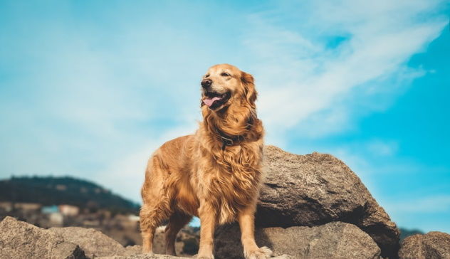 Il cane più romantico di sempre, il Golden Retriever che ogni giorno ammira il tramonto