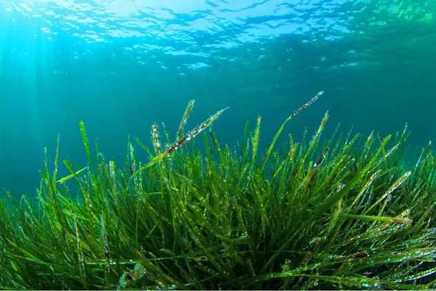 Imprenditori sardi scommettono su alga spirulina: preziosa e versatile, ecco come può essere sfruttata
