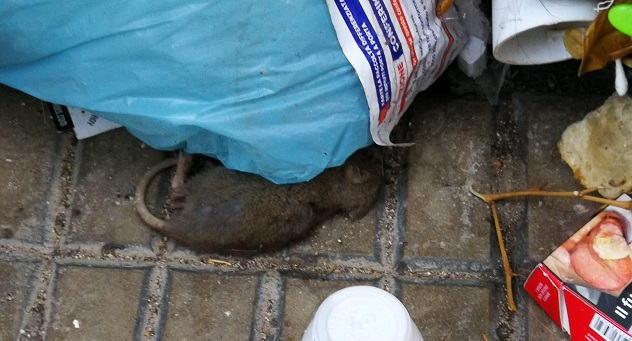 Rifiuti per strada nel quartiere Villanova, ratti morti fra le buste di immondizia