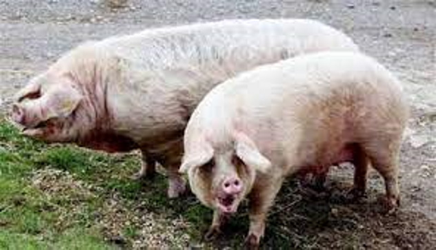 Peste suina: 120 maiali abbattuti nelle campagne di Talana 