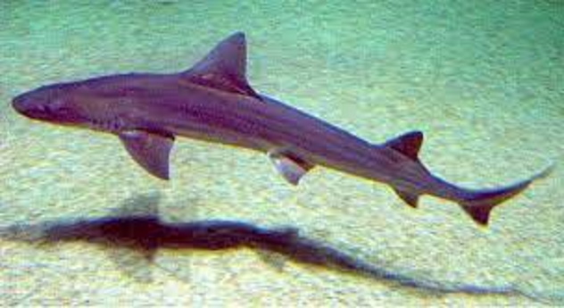 Cala Gonone. Nato il primo squalo al mondo senza fecondazione maschile 