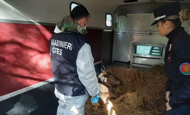Finalmente a casa: i Carabinieri Forestali trovano un rifugio agli esemplari protetti sequestrati nel 2019