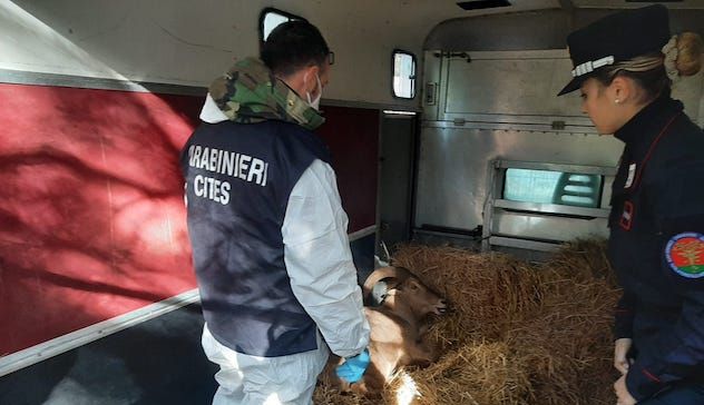 Finalmente a casa: i Carabinieri Forestali trovano un rifugio agli esemplari protetti sequestrati nel 2019