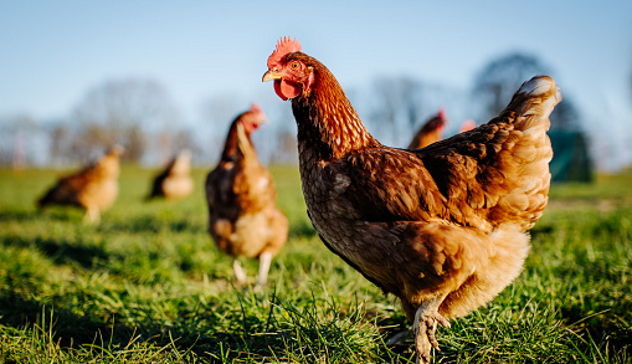Focolai di aviaria nel pollame, ma basso rischio per l’uomo