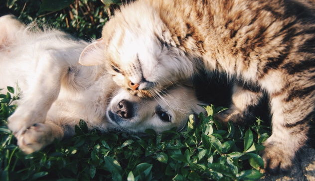 In Iran si pensa a una legge contro cani e gatti: “Portano malattie e causano danni psicologici”
