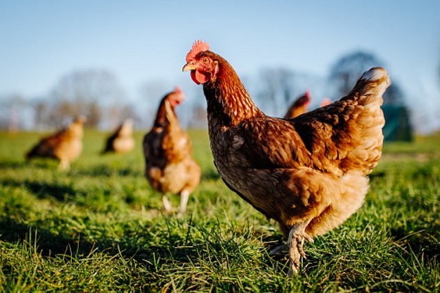 Focolai di aviaria nel pollame, ma basso rischio per l’uomo