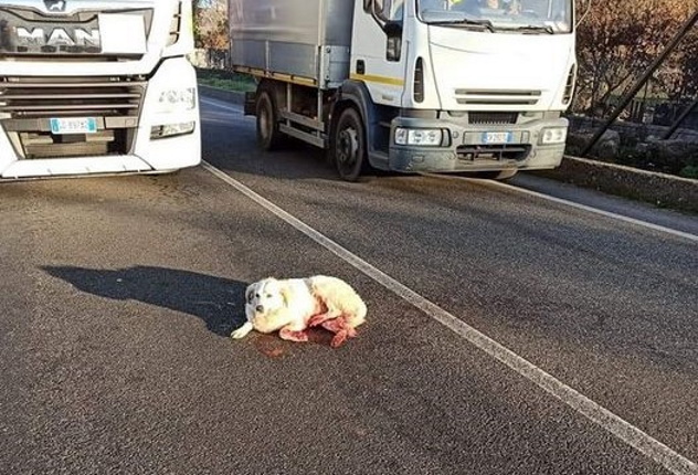 Cagnolina ferita viene salvata da due camionisti per strada
