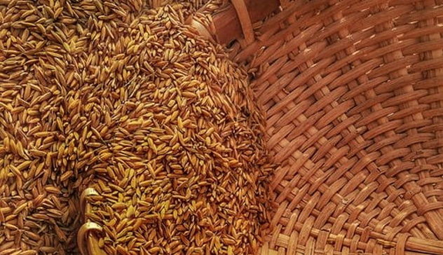 Crisi Ucraina, Coldiretti: “volano i prezzi di grano e mais” 