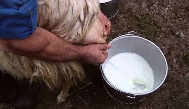 Cia-Agricoltori Italiani: “serve un aumento del prezzo del latte”