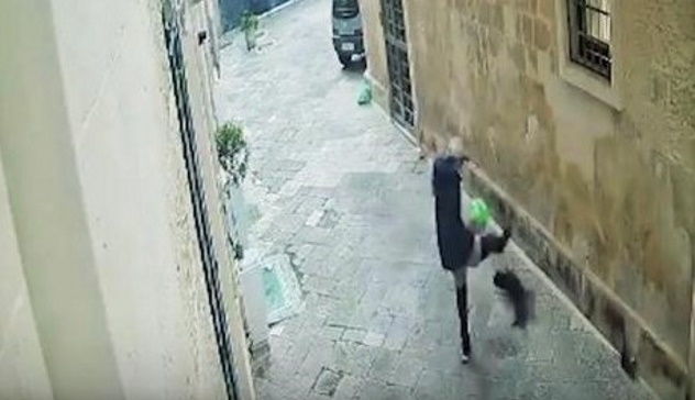 Gatto ucciso a calci in pieno centro storico a Lecce