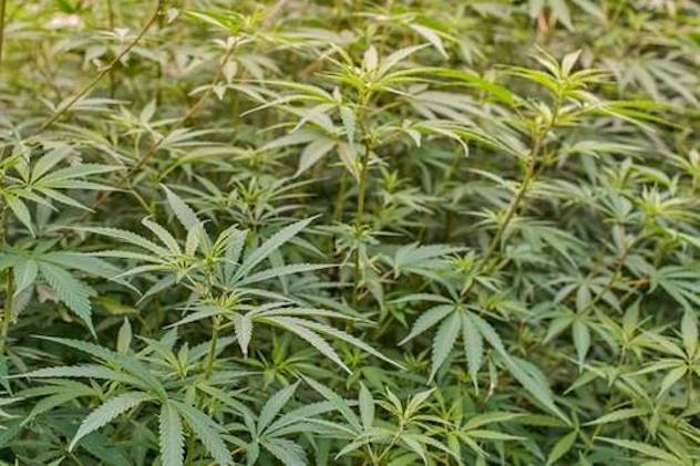 Il Consiglio regionale punta sulla cannabis legale: il testo in Aula