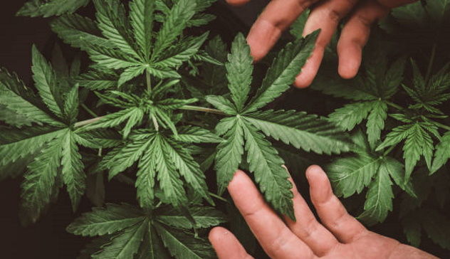 Approvata la legge sulla coltivazione della cannabis sativa in Sardegna  