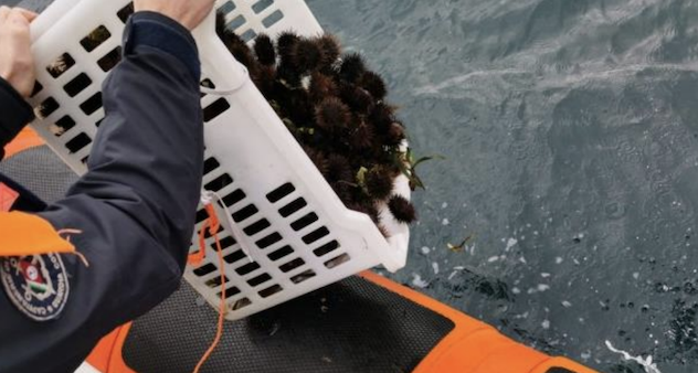 Alghero. La Guardia Costiera sequestra 700 ricci appena pescati