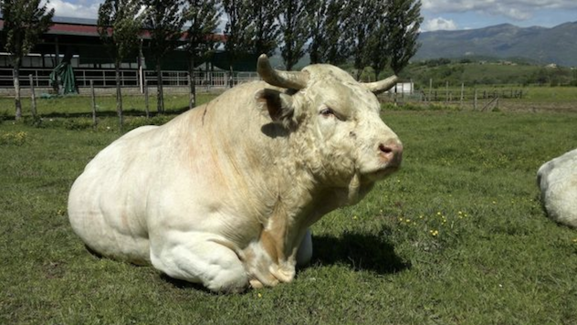 A Ozieri la 9^ mostra regionale delle razze bovine Charolaise e Limousine