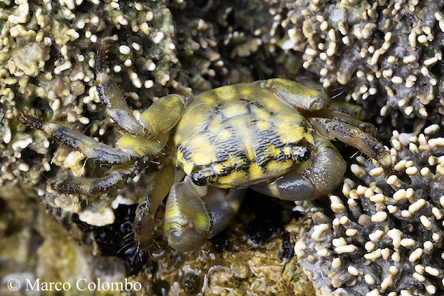 Importante scoperta nell'AMP Capo Caccia Isola Piana: nuova specie di granchio