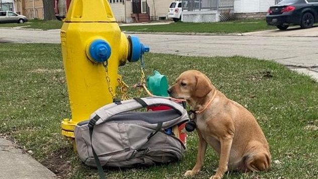 Uno zaino pieno di giocattoli e una lettera straziante accanto alla cagnolina legata a un idrante