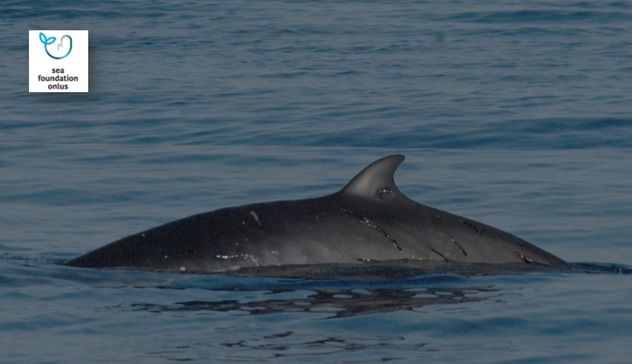 Golfo di Orosei: avvistato e identificato un individuo di balenottera minore
