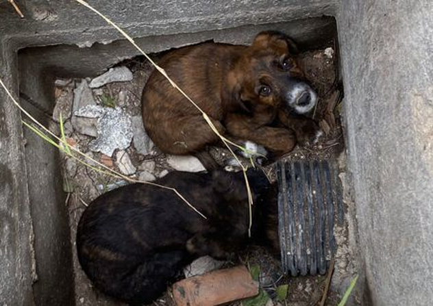 Quattro cagnolini intrappolati sono stati salvati nel cimitero di Sassari 