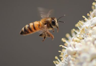 Gairo. Punto da un’ape: muore un allevatore di 32 anni