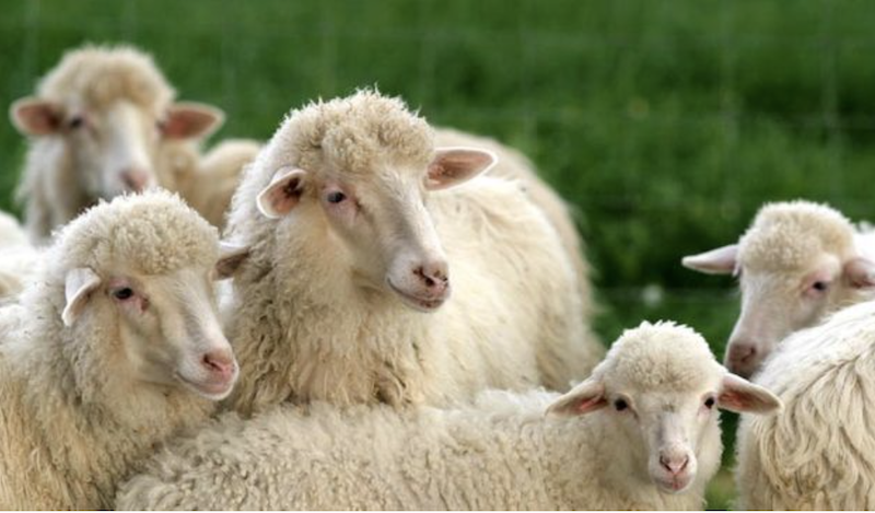 Aumentano le macellazioni di ovini in Sardegna: allarme latte  