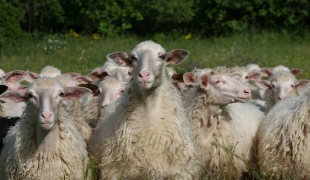 Fondi per zootecnia: ai pastori sardi 