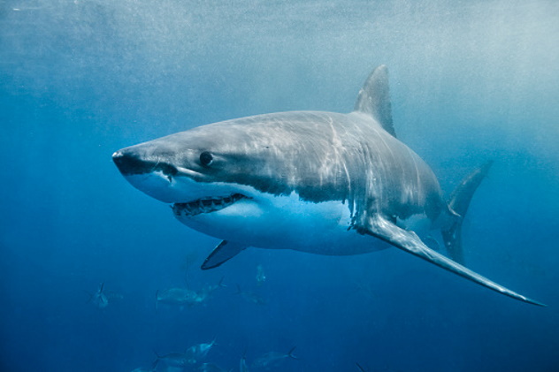 Attacco di uno squalo in Egitto: morte due turiste, una di infarto