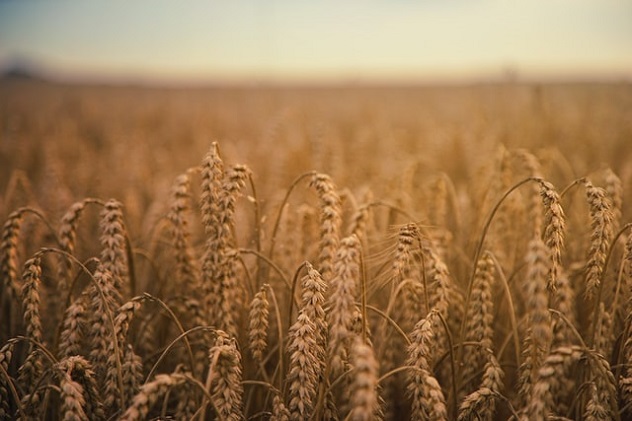 Crisi grano, accordo Ucraina-Russia su export