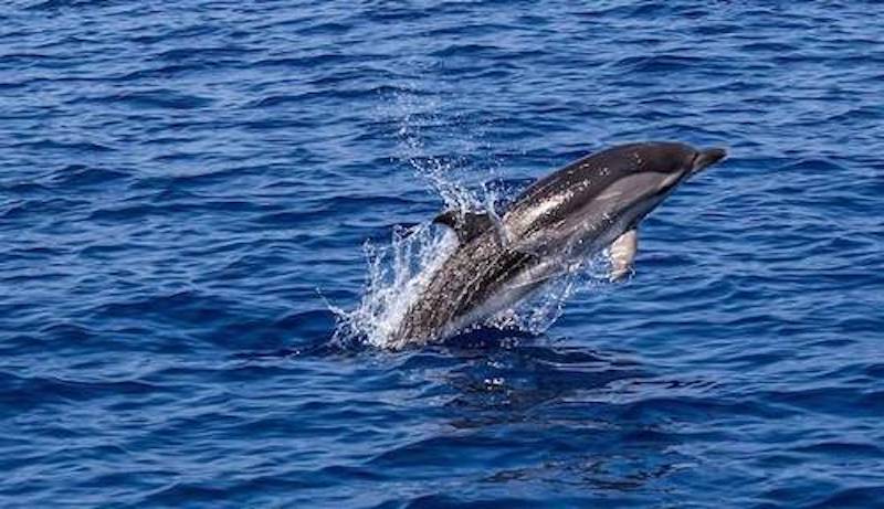 Le continue stragi dei delfini in Giappone: dal 1° settembre si apre la stagione di caccia