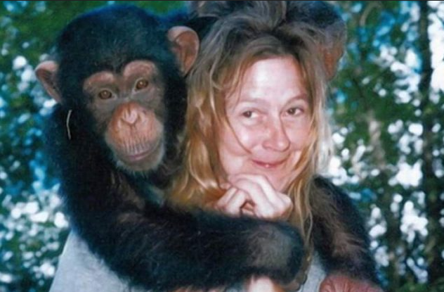La storia di Travis, lo scimpanzè domestico che sfigurò una donna