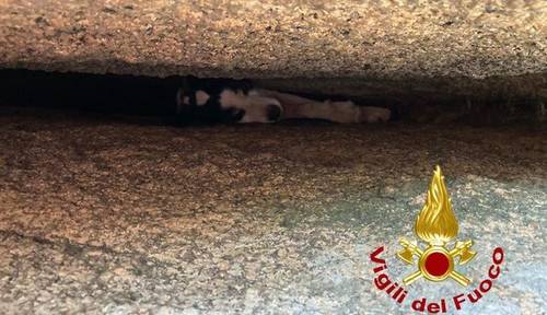 Cane salvato dai Vigili del Fuoco a Sant'Antonio di Gallura | News -  SardegnaLive