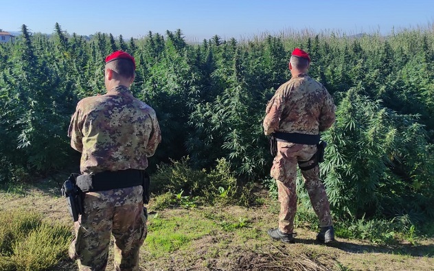 Mores. Scoperte 2.600 piantine di cannabis in un terreno privato: denunciate 3 persone