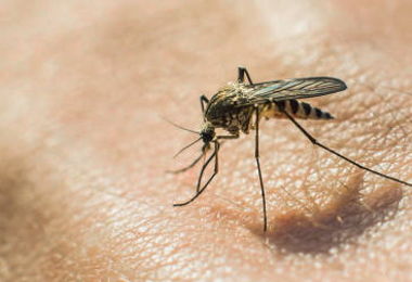 Clima impazzito: le zanzare ci faranno compagnia fino a Natale a causa del caldo