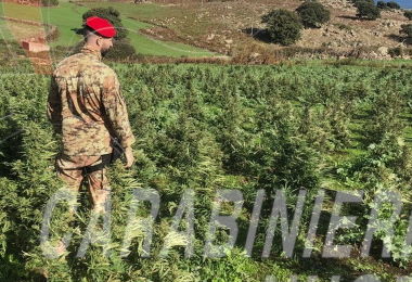 Tremila piante e 15 chili di marijuana a Macomer: arrestato 55enne