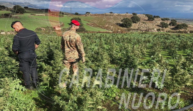 Tremila piante e 15 chili di marijuana a Macomer: arrestato 55enne