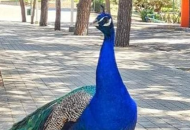 Aviaria a Cagliari: gli animalisti scavalcano il cancello del parco di Monte Urpinu