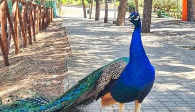 Aviaria a Cagliari: gli animalisti scavalcano il cancello del parco di Monte Urpinu