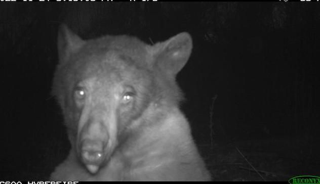 Dal Colorado l’orso più famoso del web: si è scattato 400 selfie 