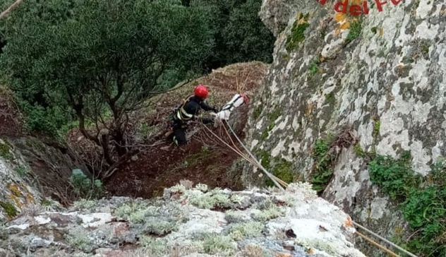Capra precipita in un dirupo a Tergu, salvata dai Vigili del fuoco