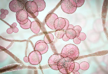 Candida auris, allarme negli Usa per il fungo: boom di casi