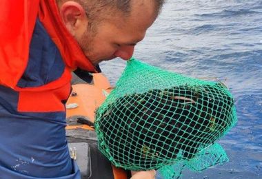 Pesca abusiva. Guardia Costiera rilascia in mare a Stintino circa 600 ricci 