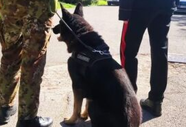 Droga nascosta nei bagni della scuola trovata da Black, il cane dei carabinieri 